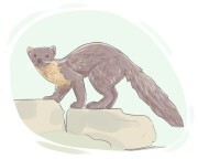 pine marten