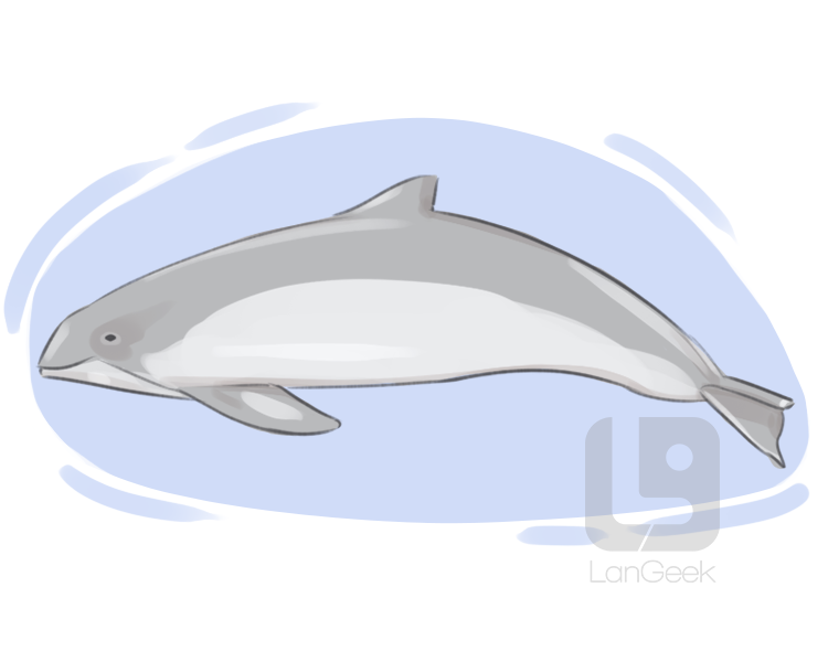 porpoise definition and meaning