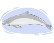 porpoise