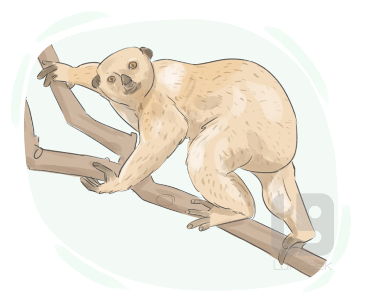 potto definition and meaning