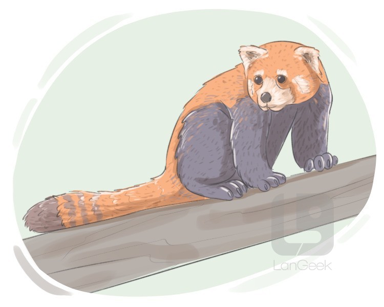 red panda definition and meaning