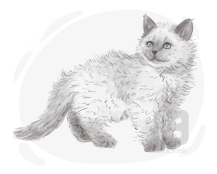 Selkirk Rex definition and meaning