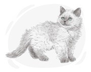 Selkirk Rex