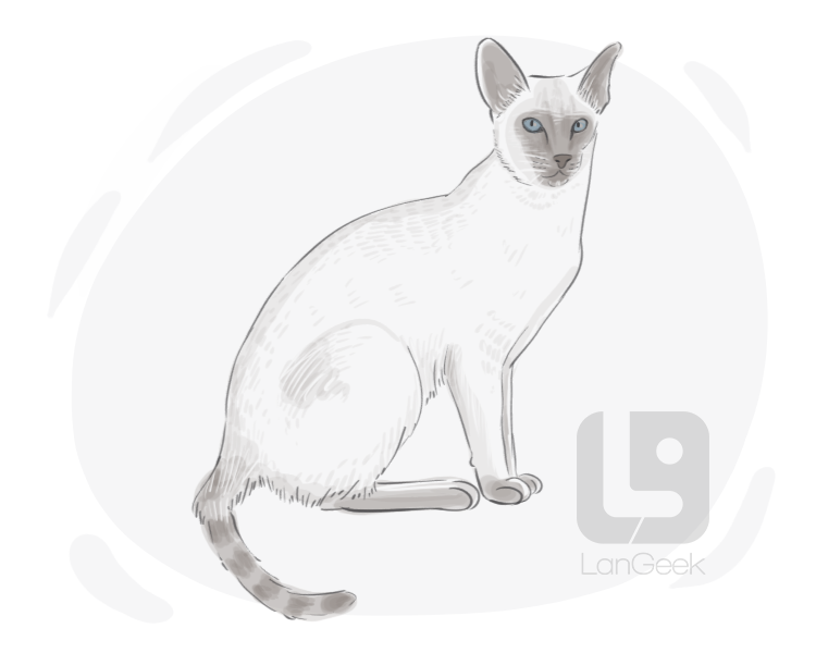 Siamese cat definition and meaning