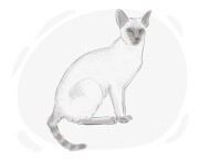 Siamese