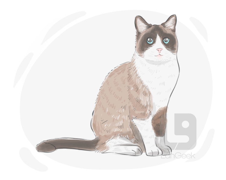 Snowshoe cat definition and meaning