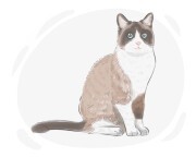 Snowshoe cat