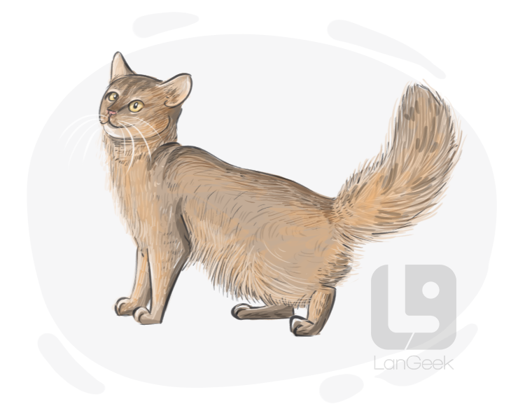 Somali cat definition and meaning
