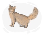 Somali cat