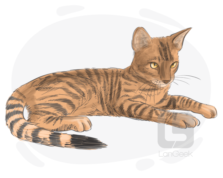 Toyger definition and meaning