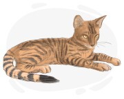 Toyger
