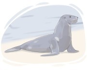 sea lion