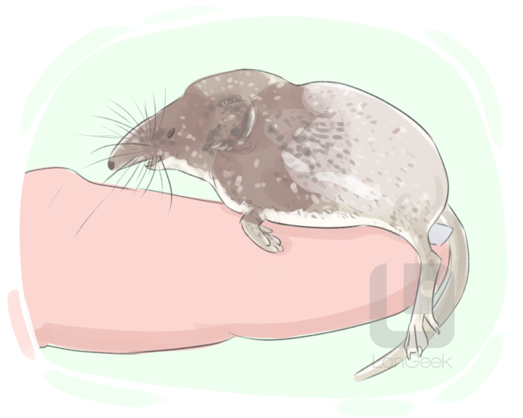 shrew definition and meaning
