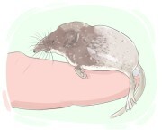 shrew