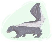 skunk