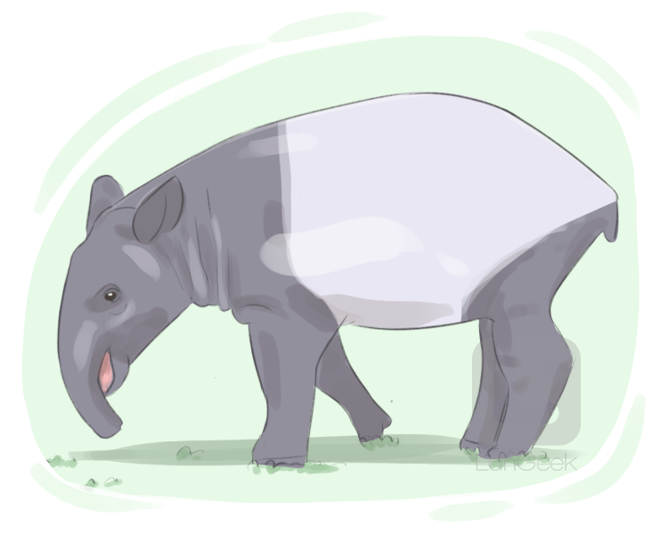 tapir definition and meaning