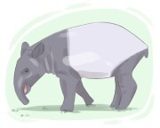 tapir