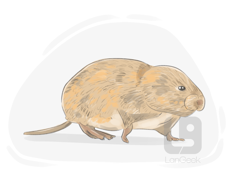 vole definition and meaning