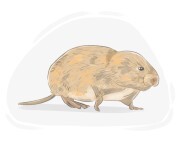 vole