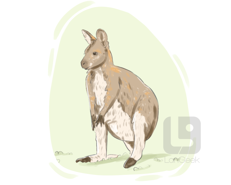 wallaby definition and meaning