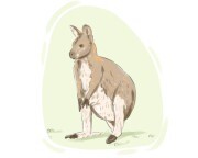 wallaby