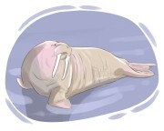 walrus