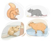 rodent