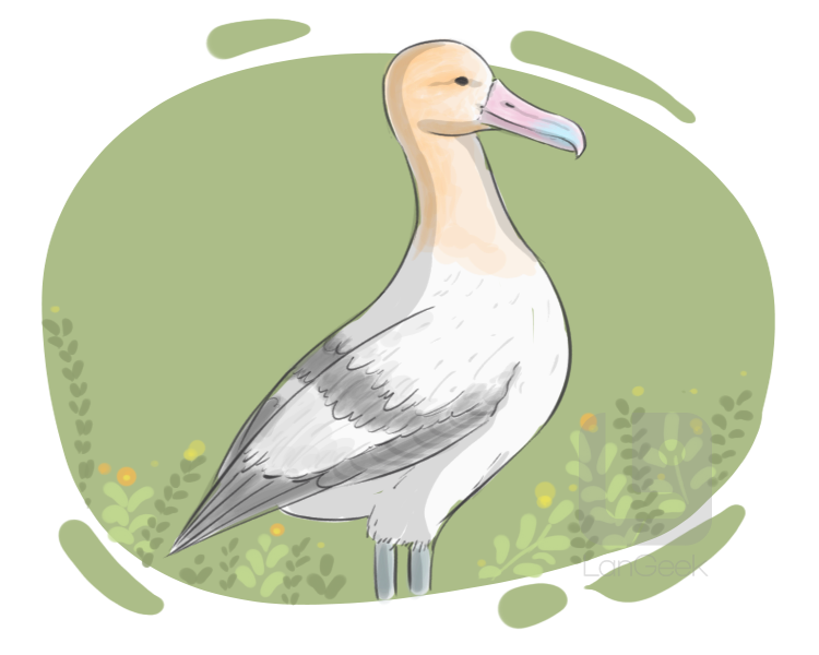 albatross definition and meaning