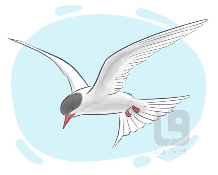 Arctic tern definition and meaning