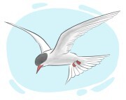 Arctic tern
