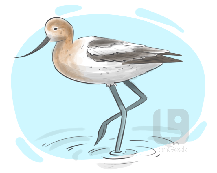 avocet definition and meaning
