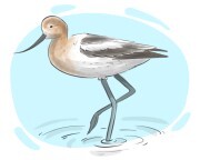 avocet