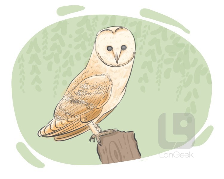 barn owl definition and meaning