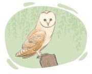 barn owl