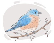bluebird