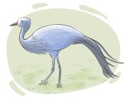 blue crane