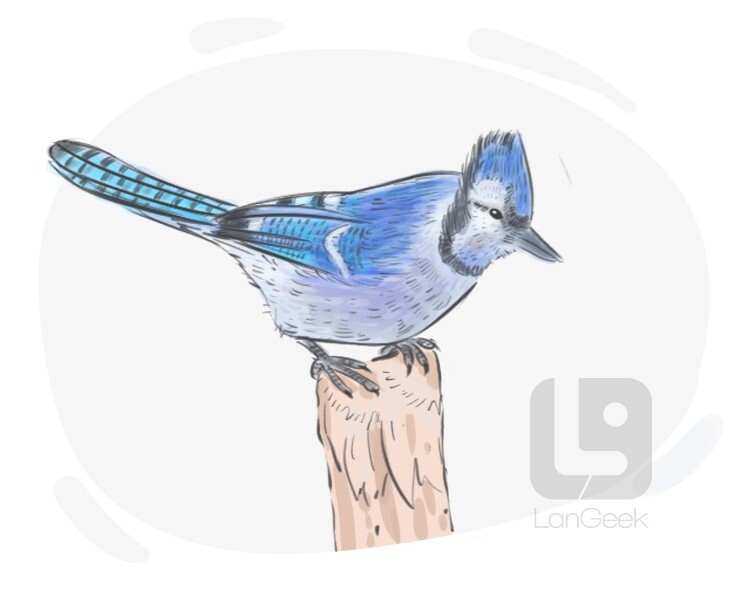 blue jay definition and meaning