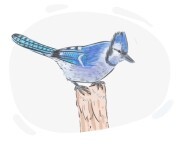 blue jay