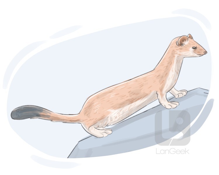 definition-meaning-of-weasel-langeek