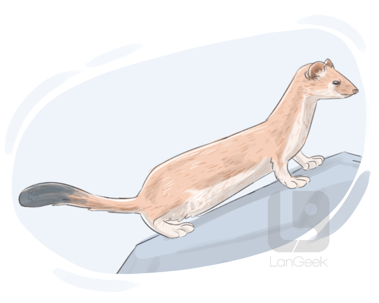 weasel definition and meaning