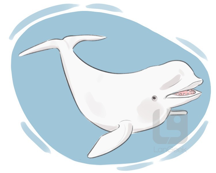 white whale definition and meaning