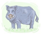 wild boar