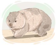 wombat