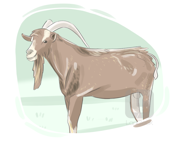 billy goat definition and meaning