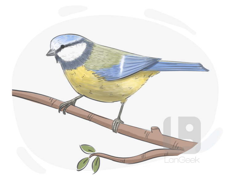 blue tit definition and meaning