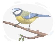 blue tit