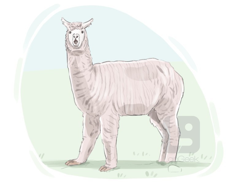 alpaca definition and meaning