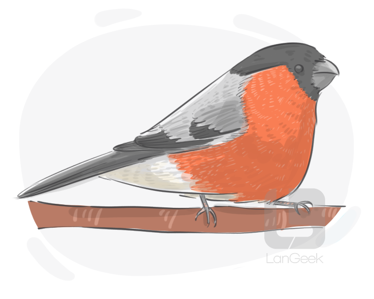 bullfinch definition and meaning