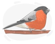 bullfinch