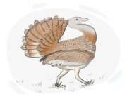 bustard